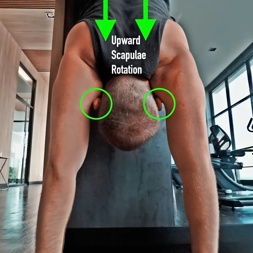 Upward scapulae rotation while in an against the wall handstand.